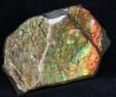 Brilliant Iridescent Ammolite - Fossil Ammonite Shell #40162-1